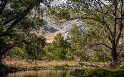 Mente de principiante