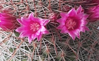 «La simpleza que brinda la naturaleza de una flor»